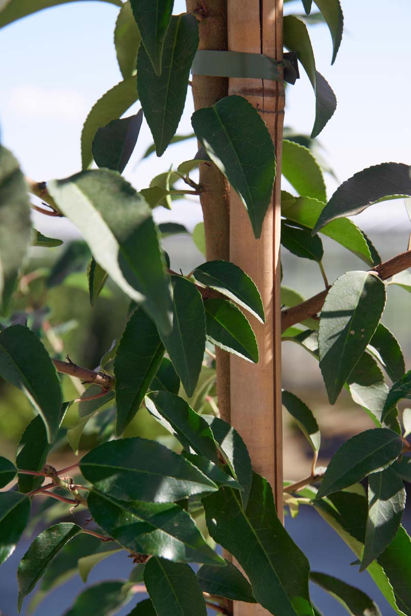 Prunus lusitanica 'Angustifolia' leiboom blad