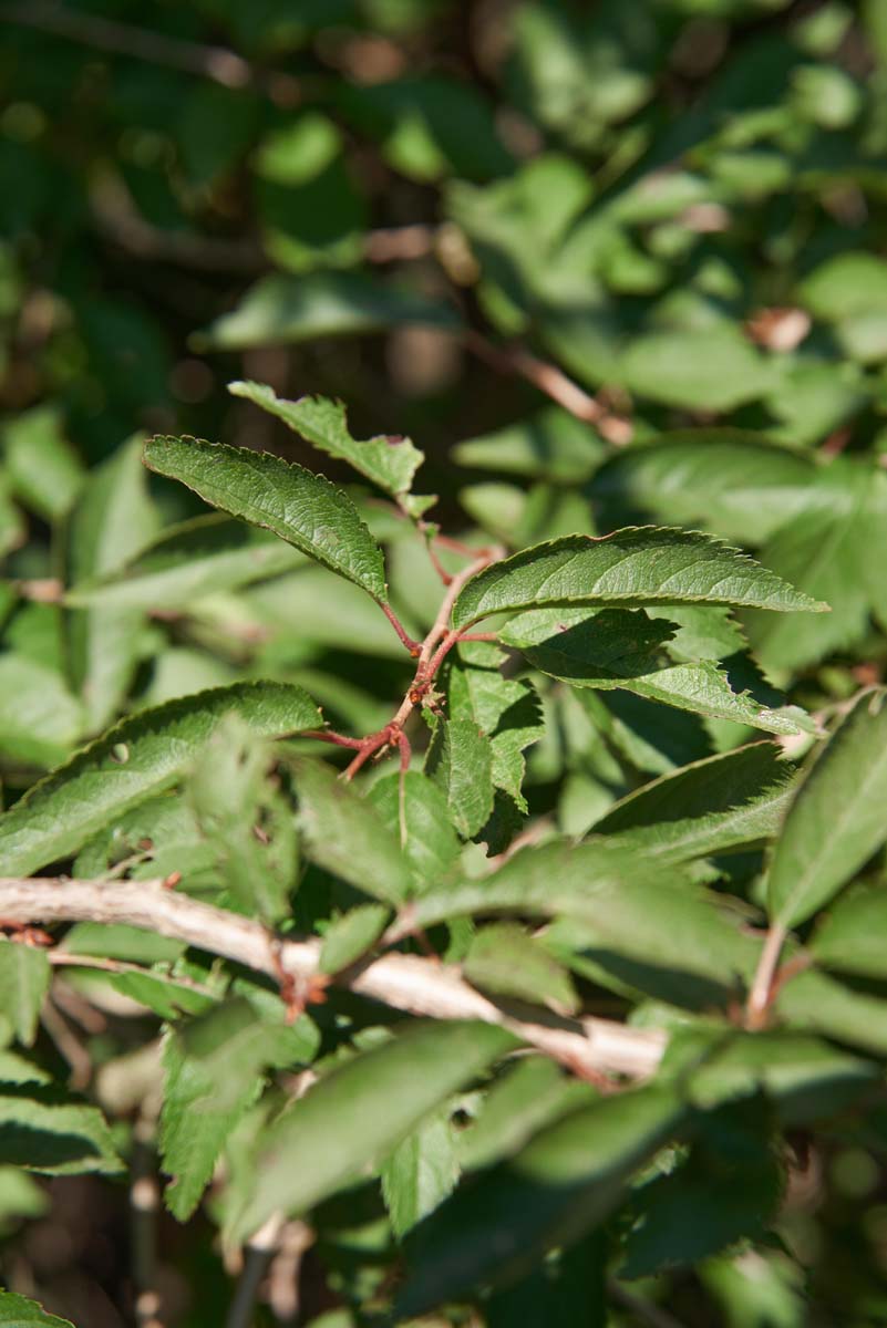 Prunus 'The Bride' meerstammig / struik blad