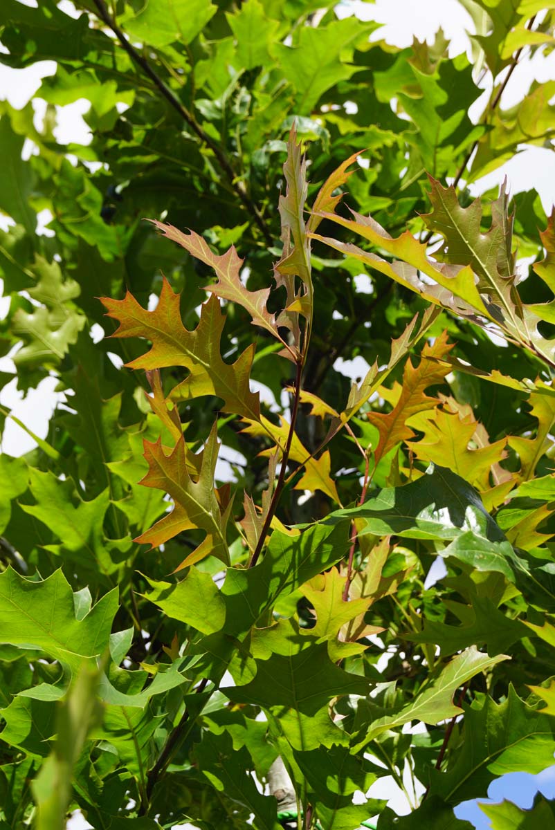 Quercus texana 'New Madrid' meerstammig / struik twijg