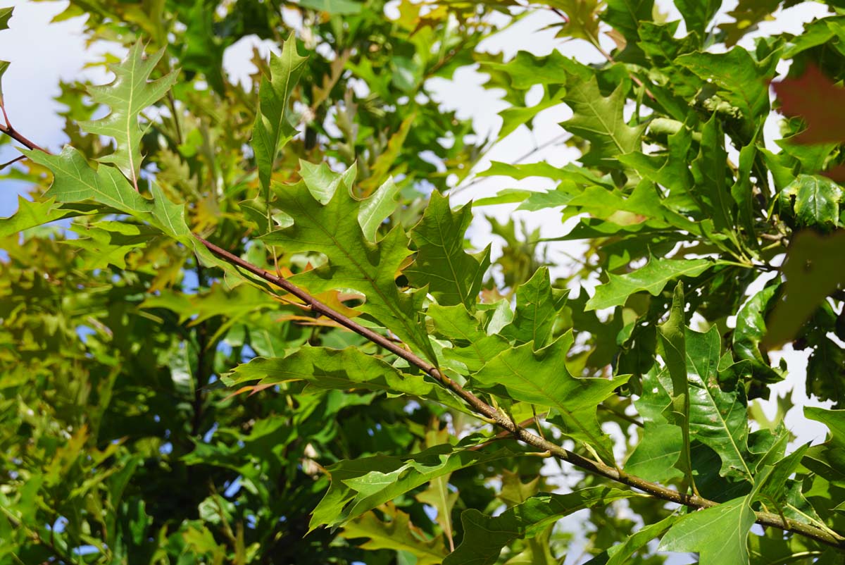 Quercus texana 'New Madrid' Tuinplanten twijg
