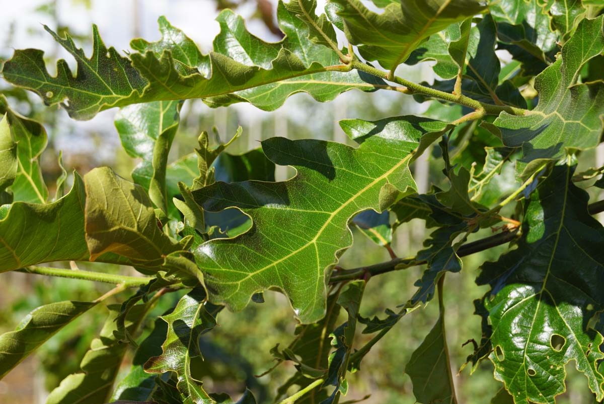 Quercus velutina meerstammig / struik blad