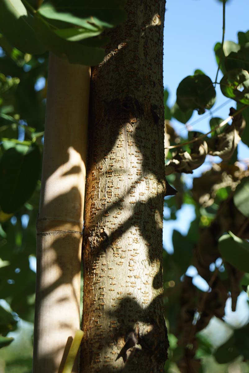 Robinia pseudoacacia 'Nyirségí' op stam bast