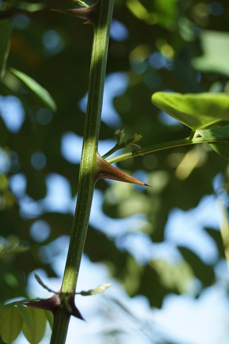 Robinia pseudoacacia 'Nyirségí' op stam doorn