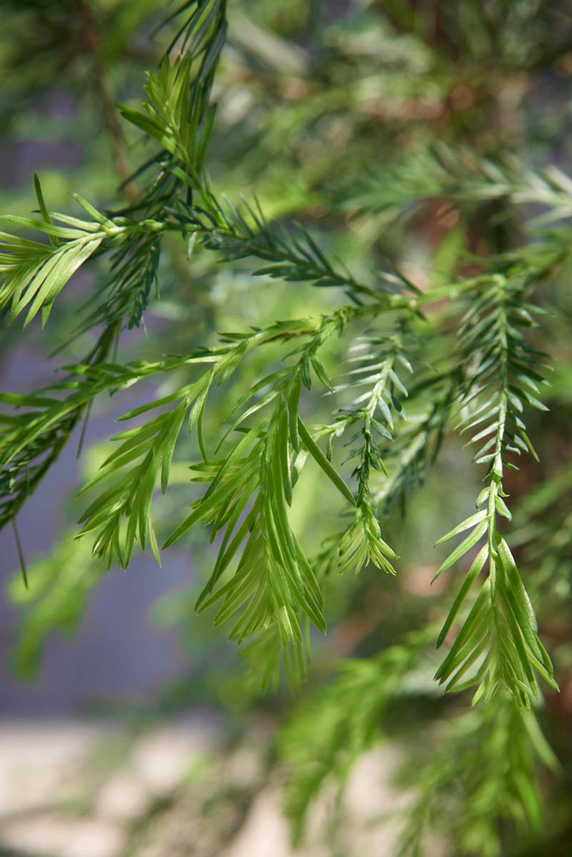Sequoia sempervirens solitair twijg