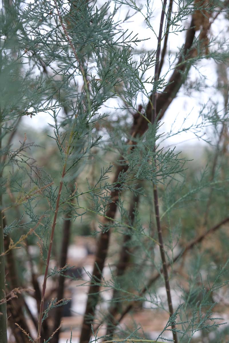 Tamarix 'Hulsdonk White' meerstammig / struik