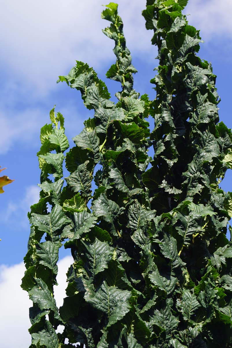 Ulmus glabra 'Exoniensis' op stam blad
