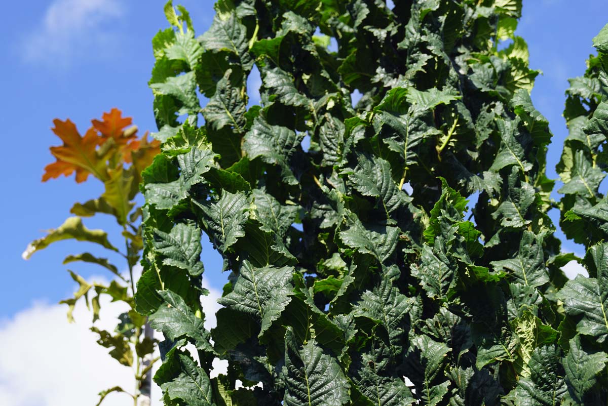 Ulmus glabra 'Exoniensis' op stam blad