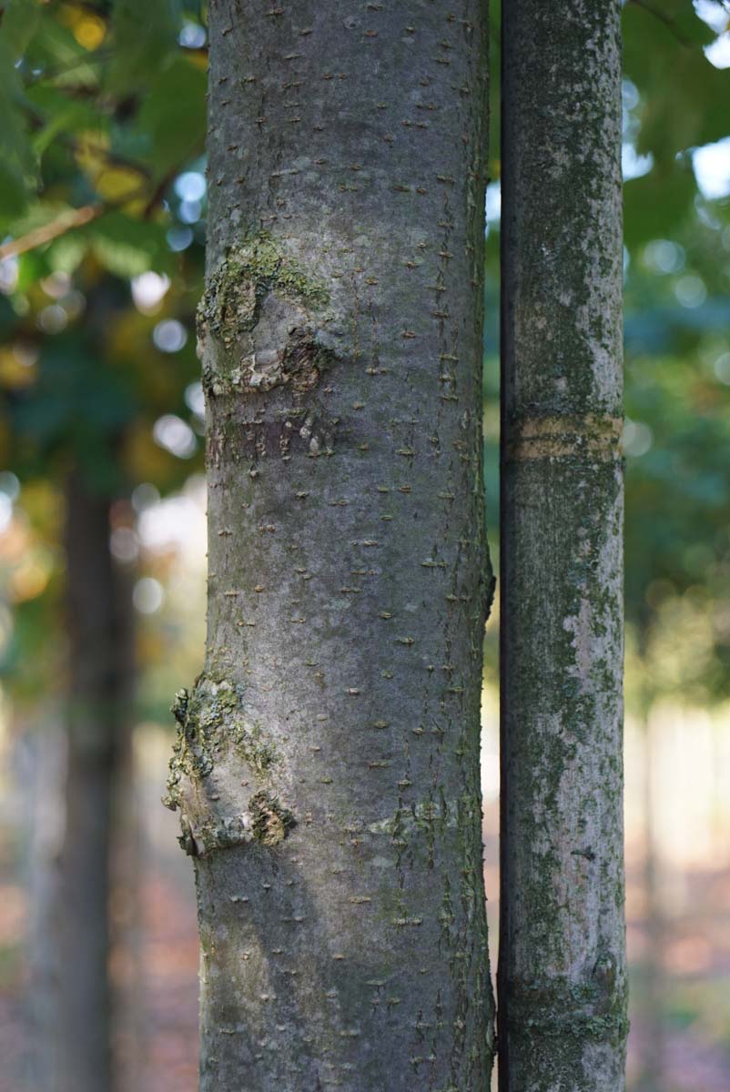 Ulmus laevis solitair stam