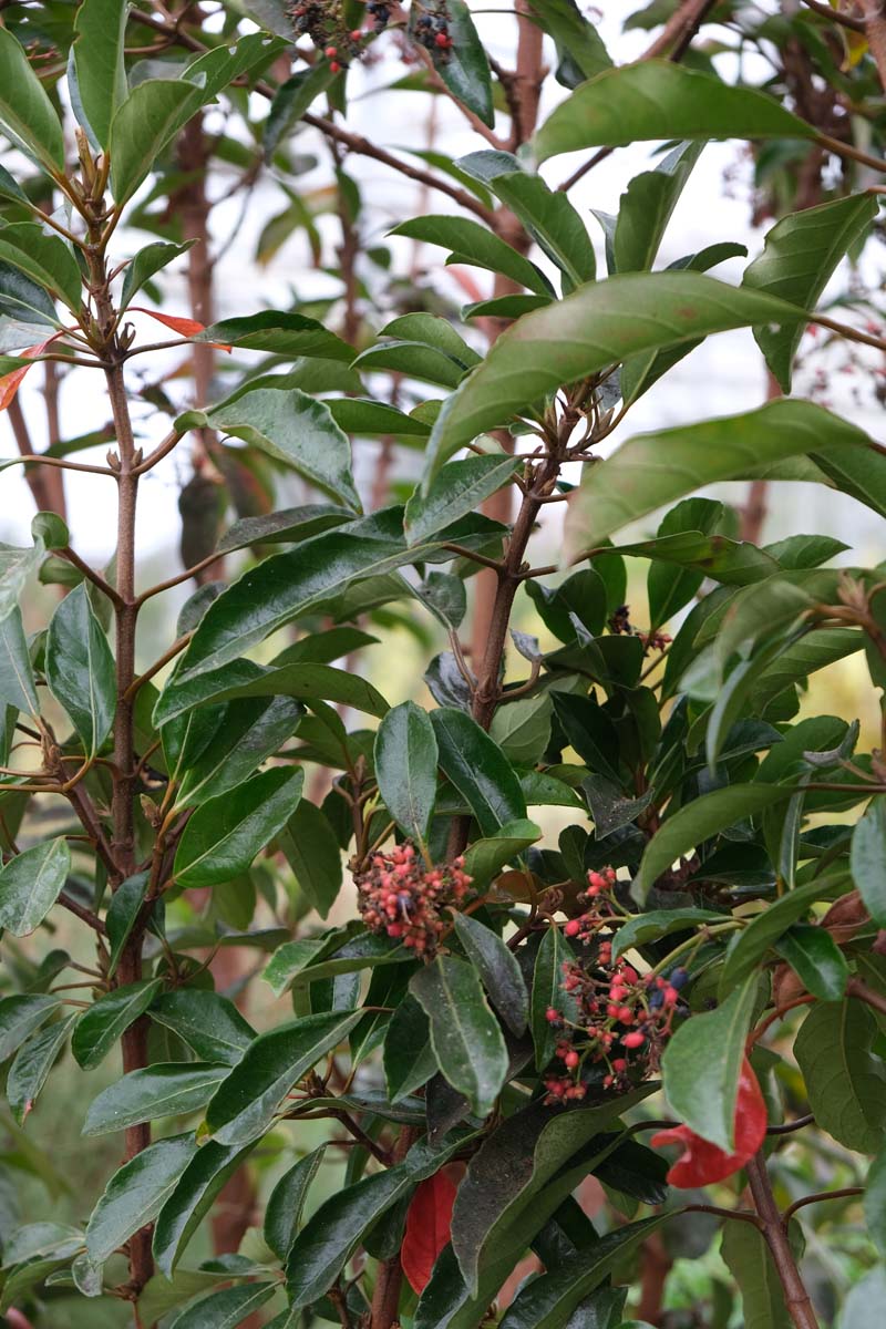 Viburnum odoratissimum awabuki meerstammig / struik bes