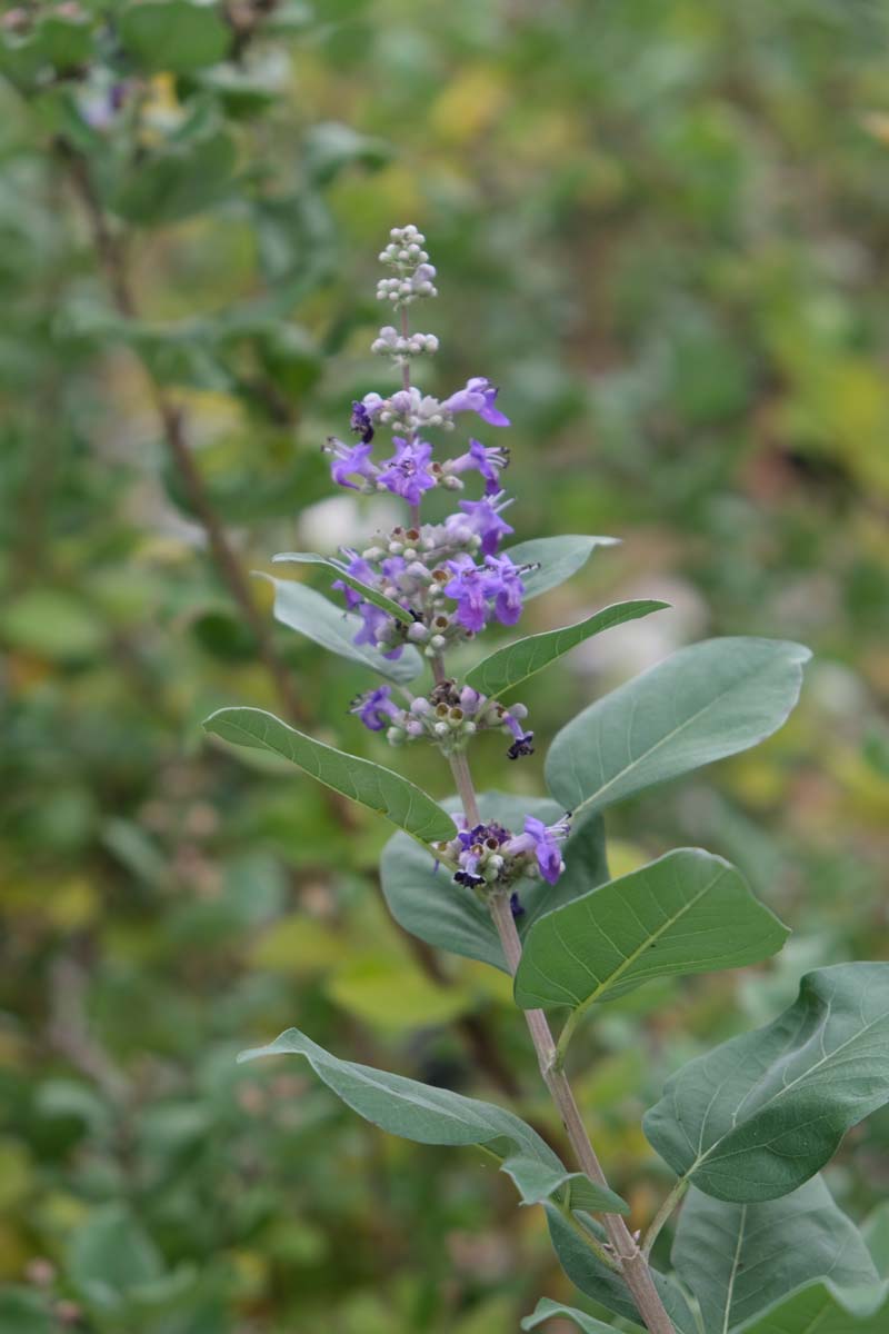 Vitex 'Daniel Searle' meerstammig / struik bloem