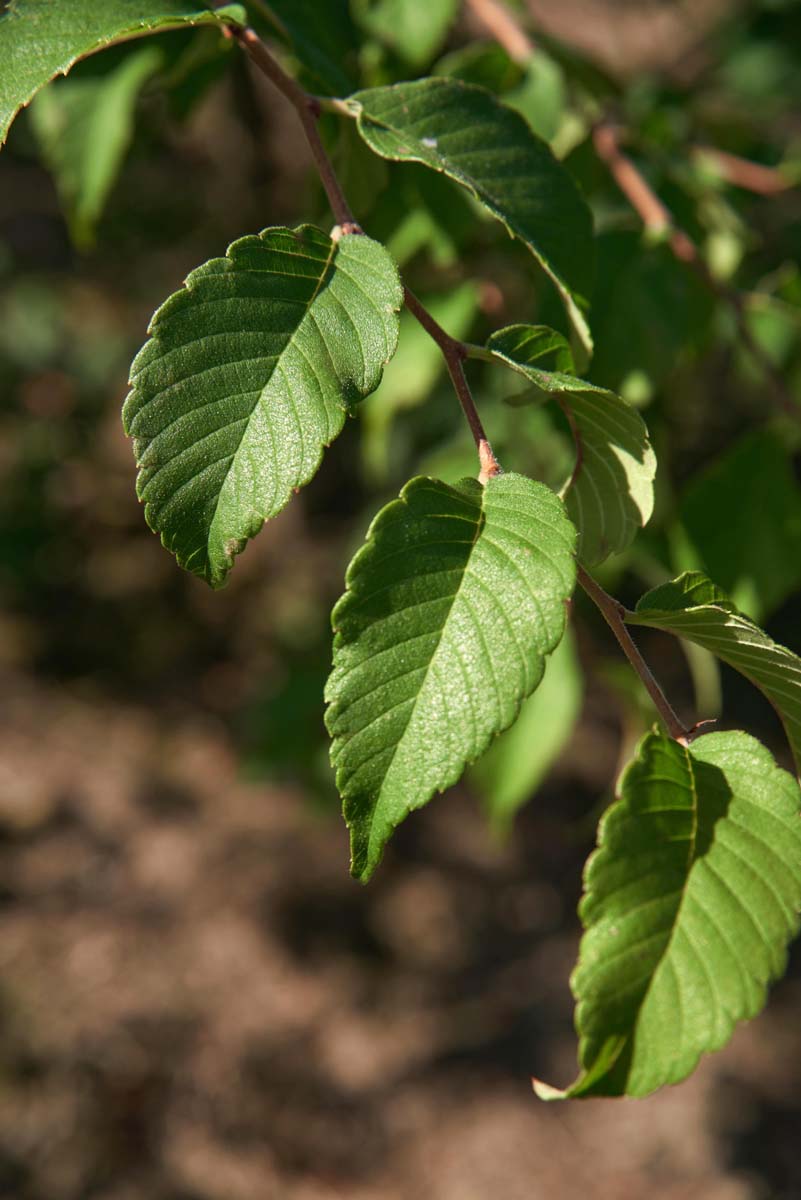 Zelkova serrata haagplant blad