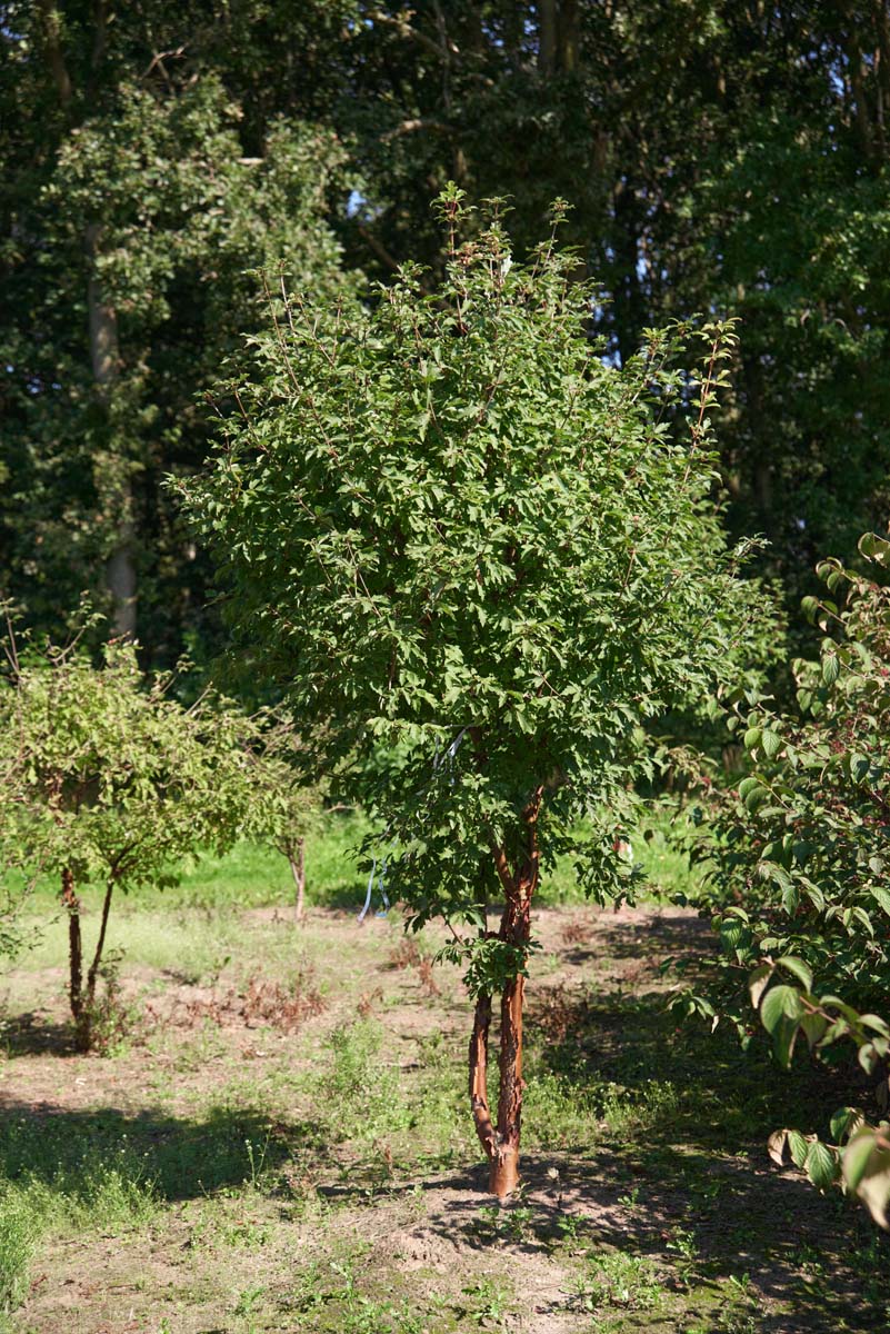 Acer griseum meerstammig / struik meerstammig