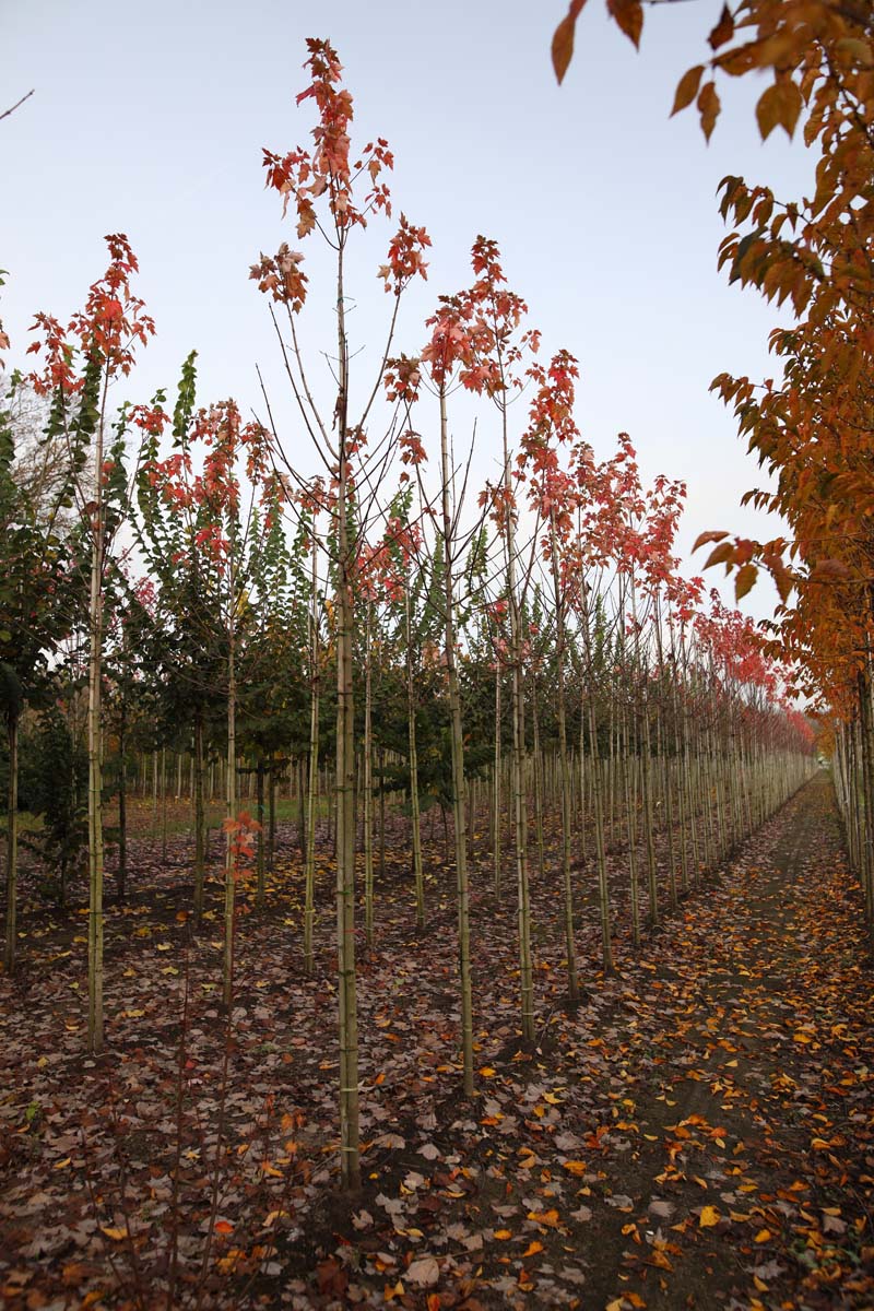 Acer rubrum 'Autumn Flame' op stam op stam