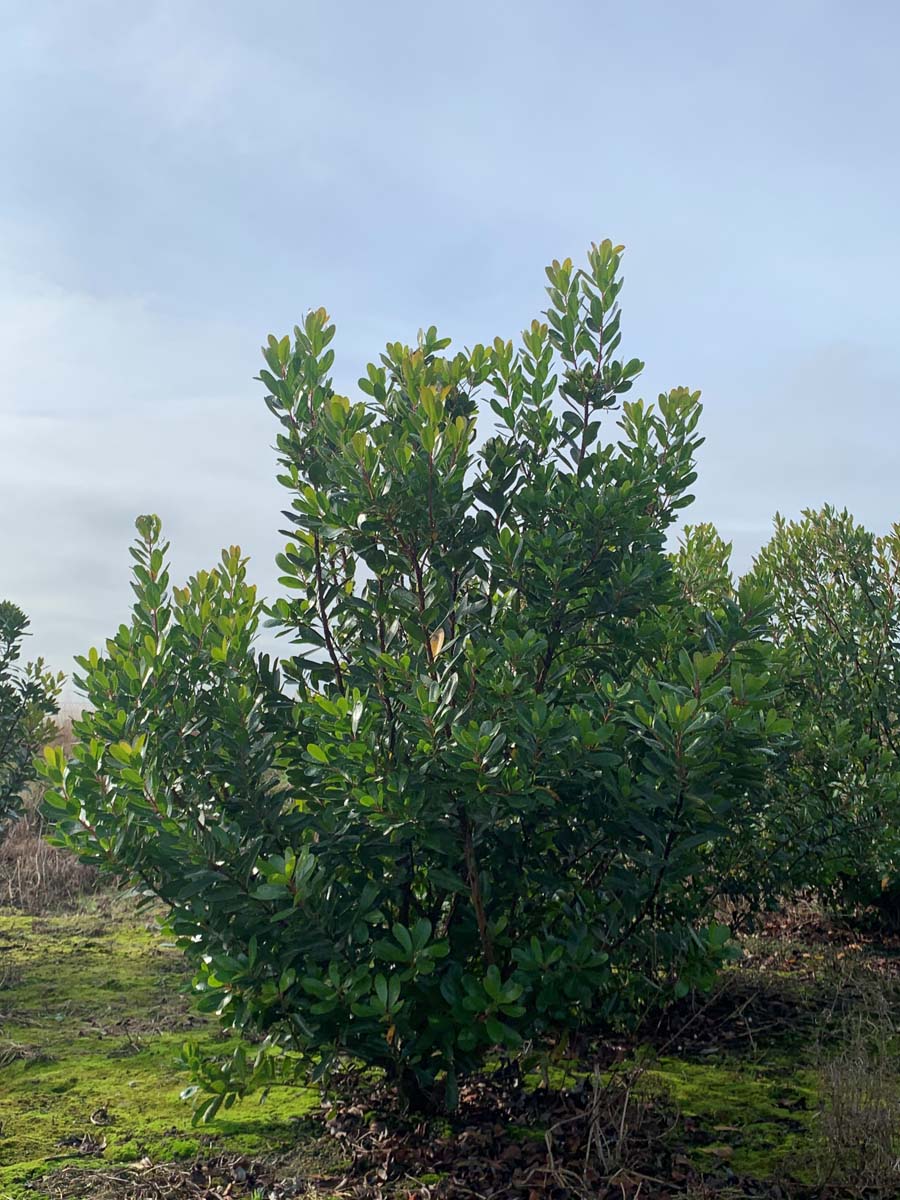 Arbutus unedo meerstammig / struik meerstammig