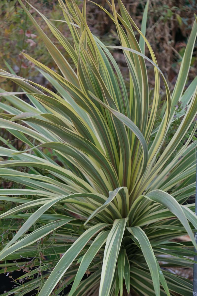 Cordyline australis 'Torbay Dazzler' Tuinplanten tuinplanten