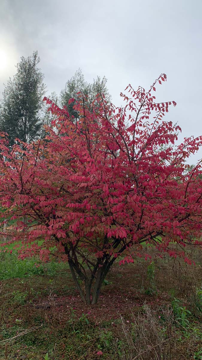 Euonymus alatus meerstammig / struik struik