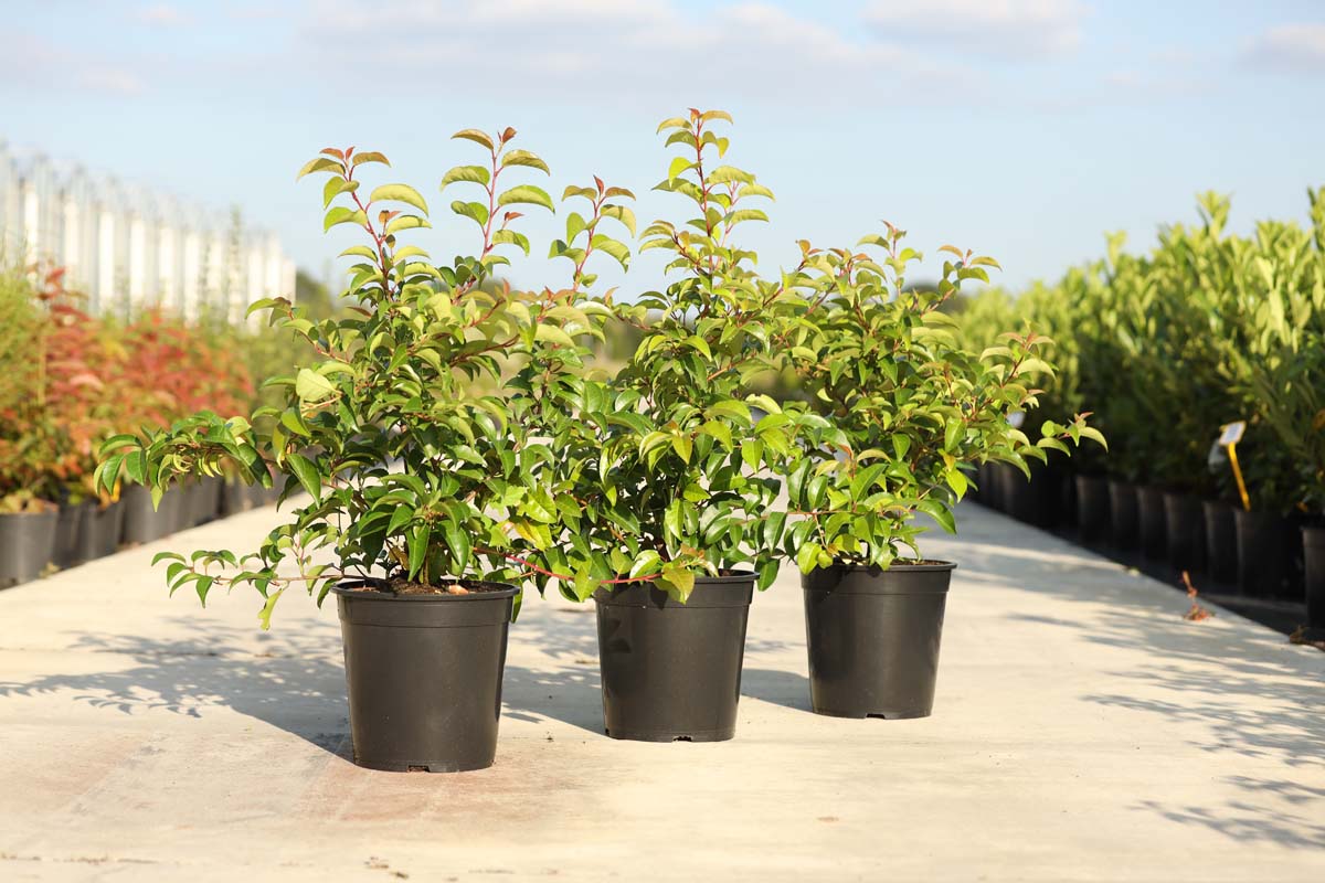 Prunus lusitanica 'Ybrazo01' Tuinplanten tuinplanten