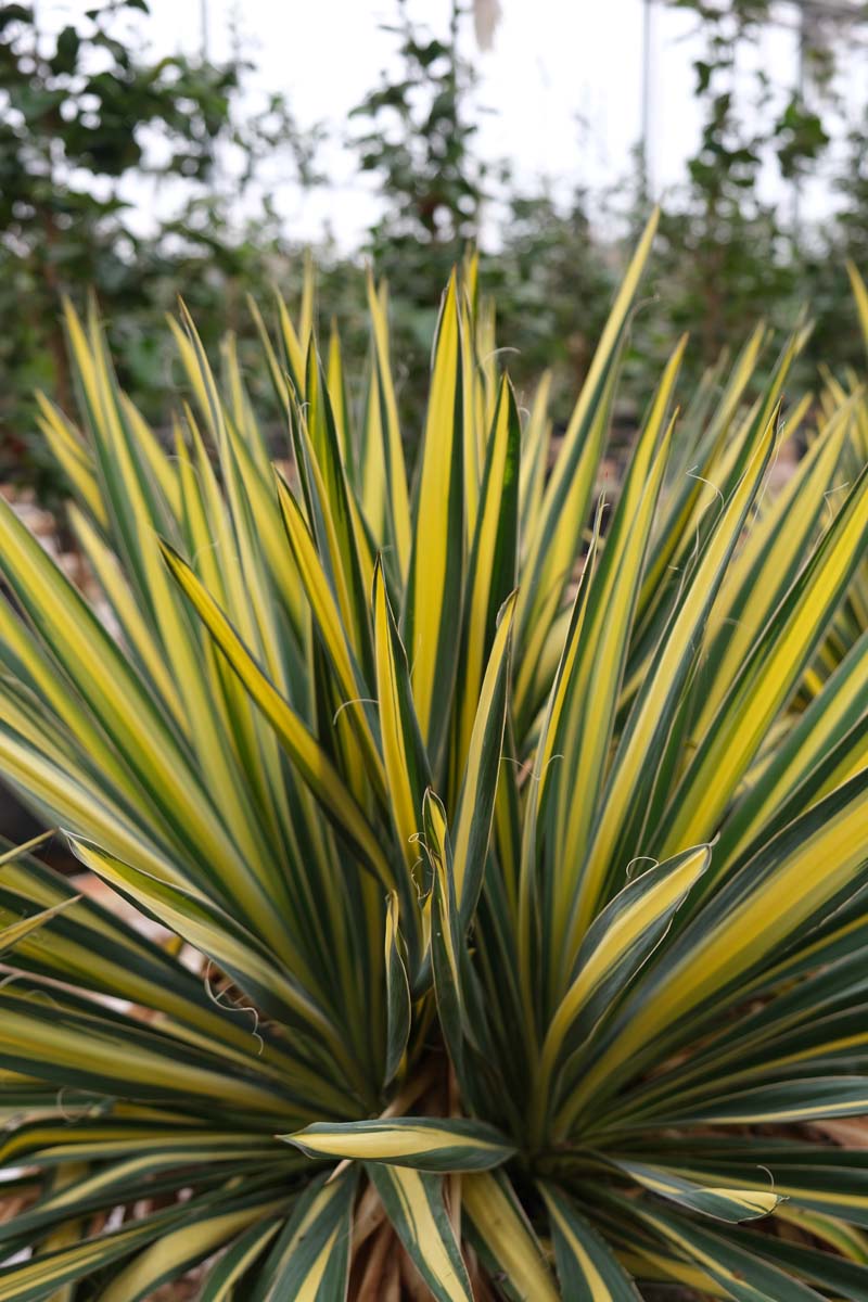 Yucca filamentosa 'Color Guard' Tuinplanten tuinplanten