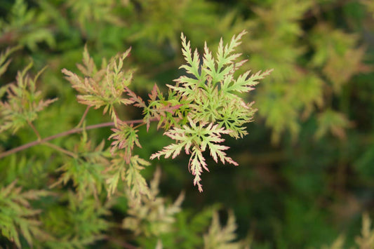 Acer palmatum 'Dissectum' op stam blad