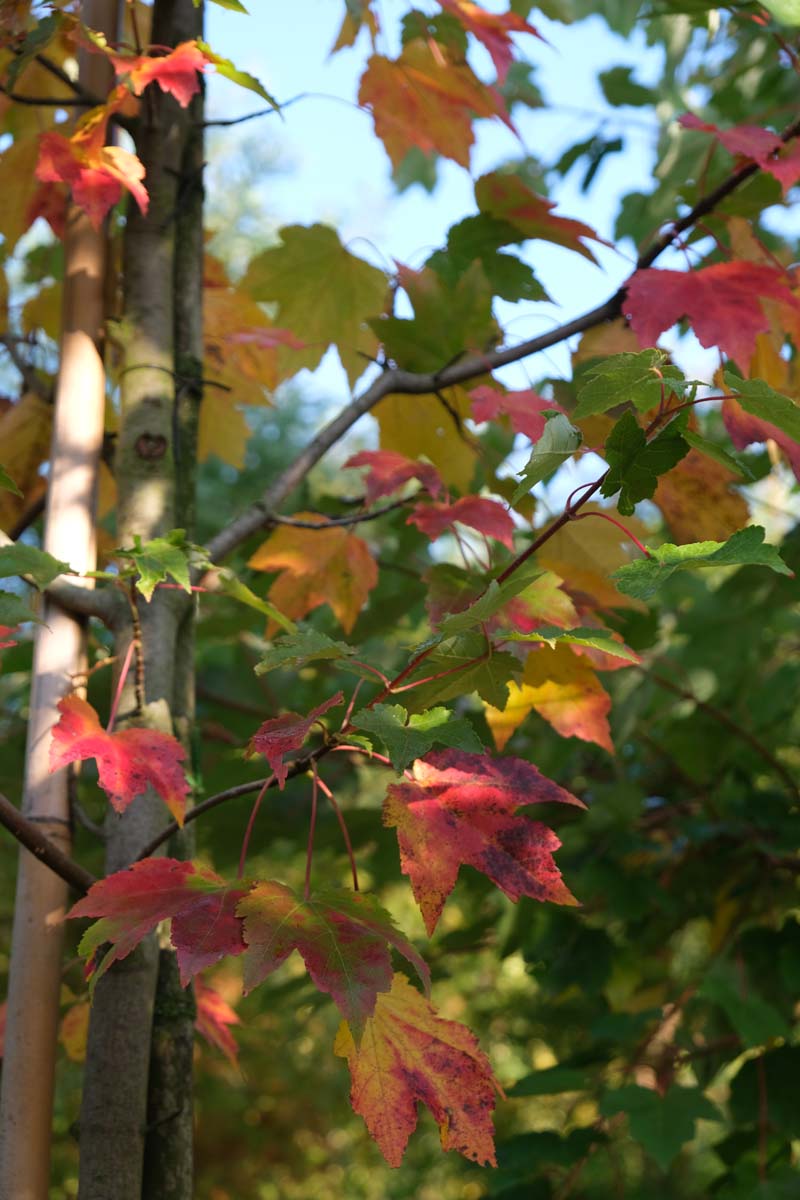 Acer rubrum 'October Glory' solitair herfstkleur