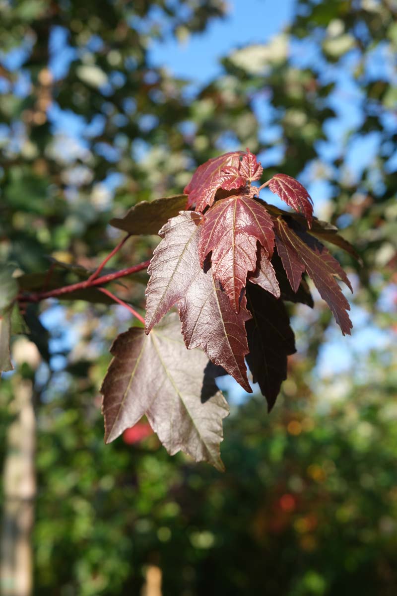 Acer rubrum 'Summer Red' meerstammig / struik blad