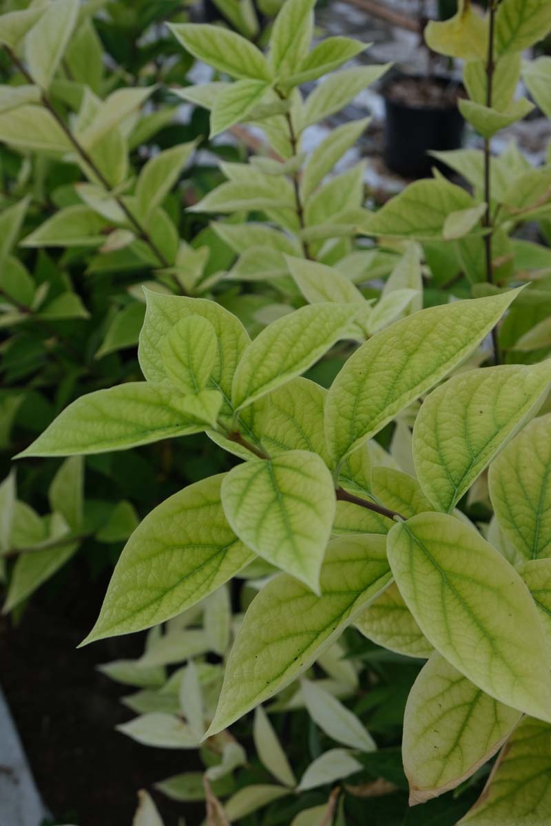 Calycanthus 'Venus' meerstammig / struik blad