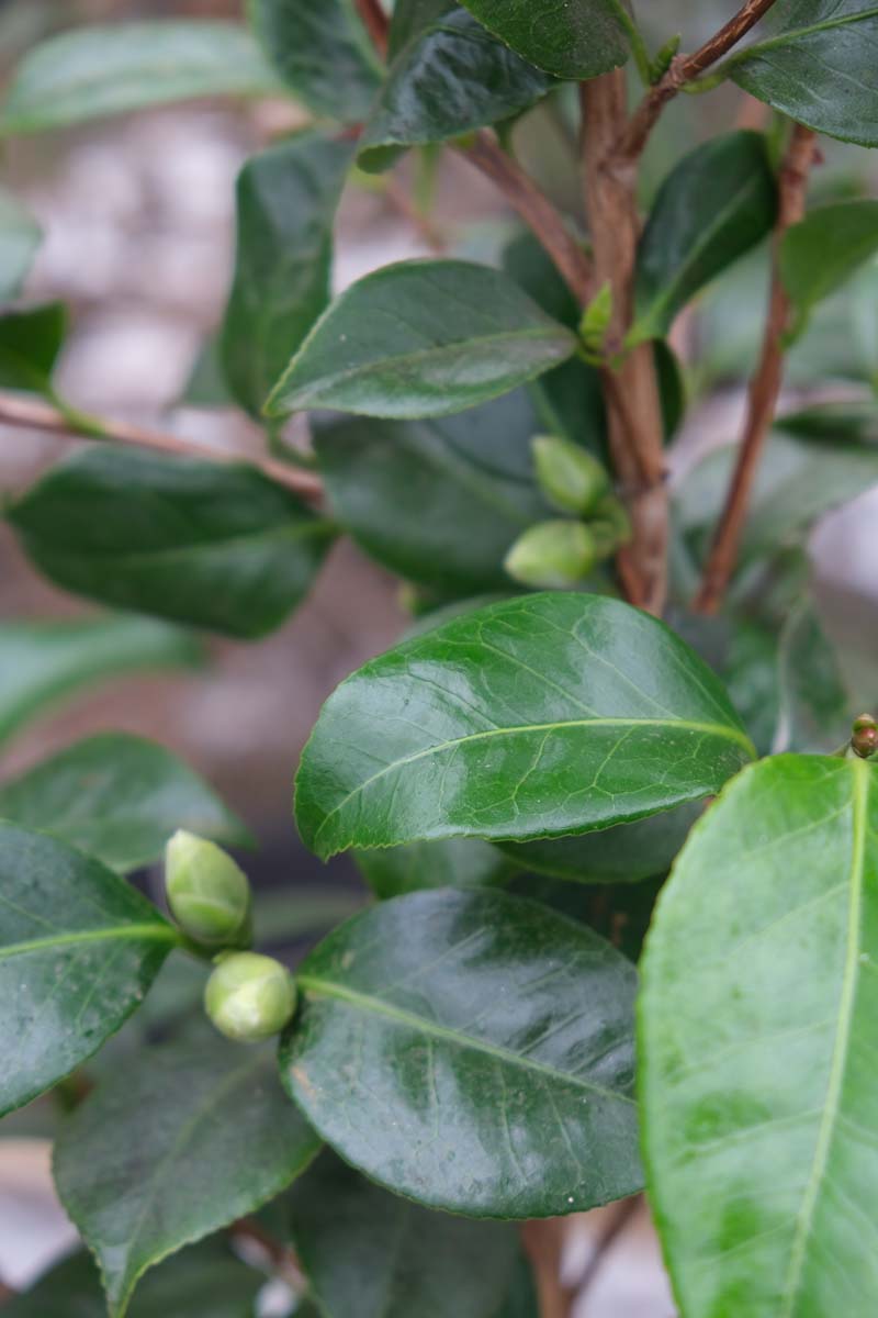 Camellia japonica 'Principessa Baciocchi' Tuinplanten blad