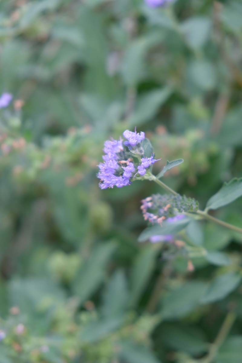 Caryopteris clandonensis 'Kew Blue' Tuinplanten bloesem