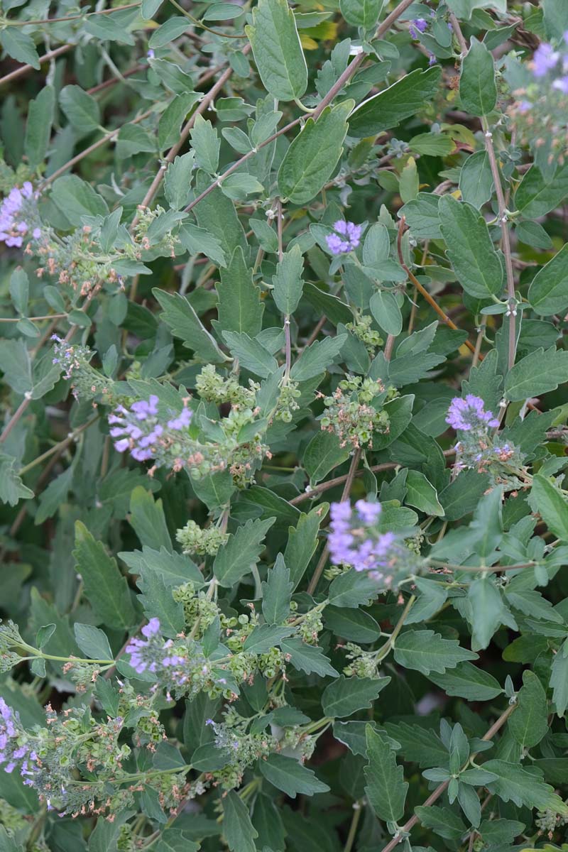 Caryopteris clandonensis 'Kew Blue' meerstammig / struik bloem