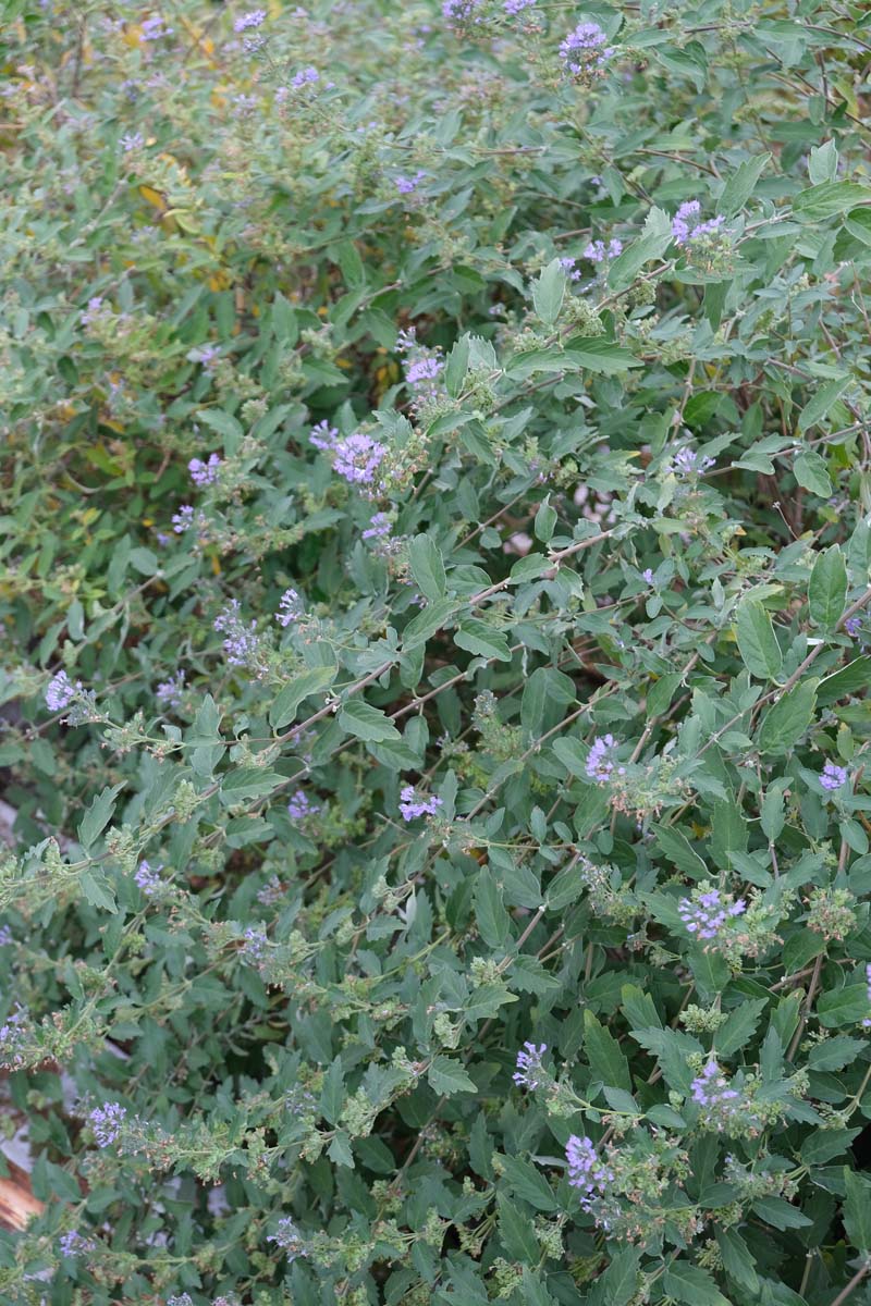 Caryopteris clandonensis 'Kew Blue' Tuinplanten blad
