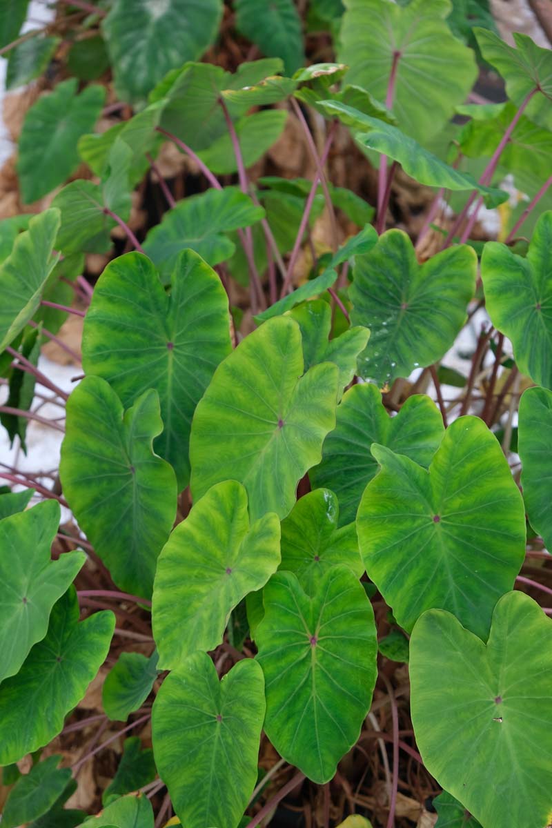 Colocasia esculenta blad