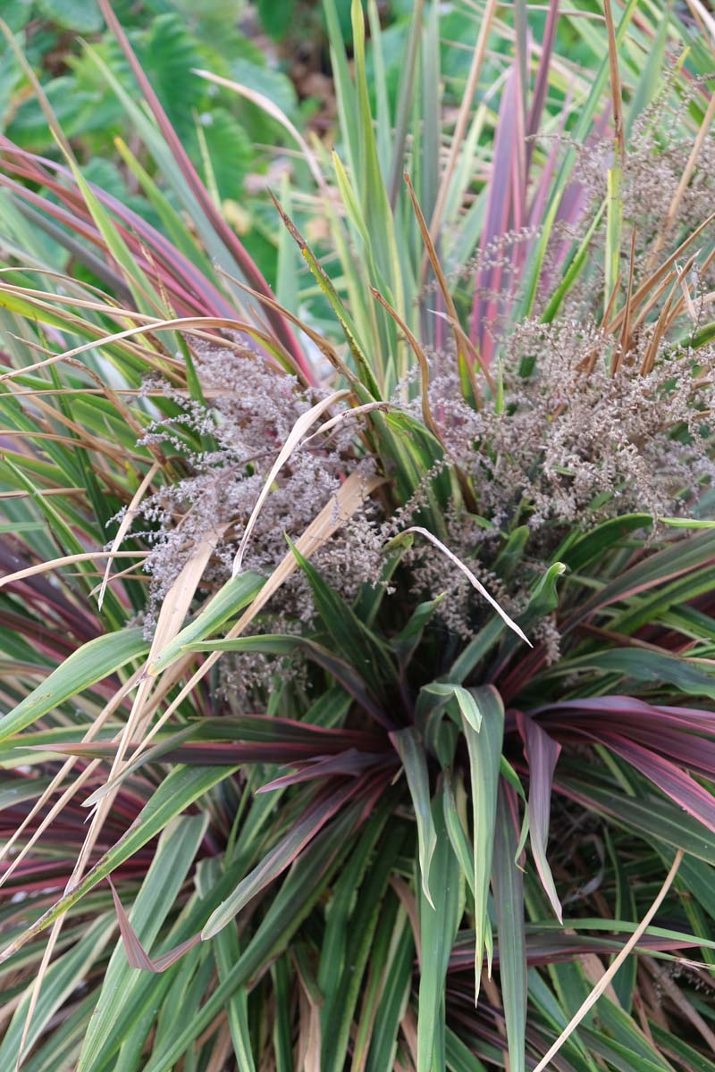 Cordyline 'Can Can' Tuinplanten bloem