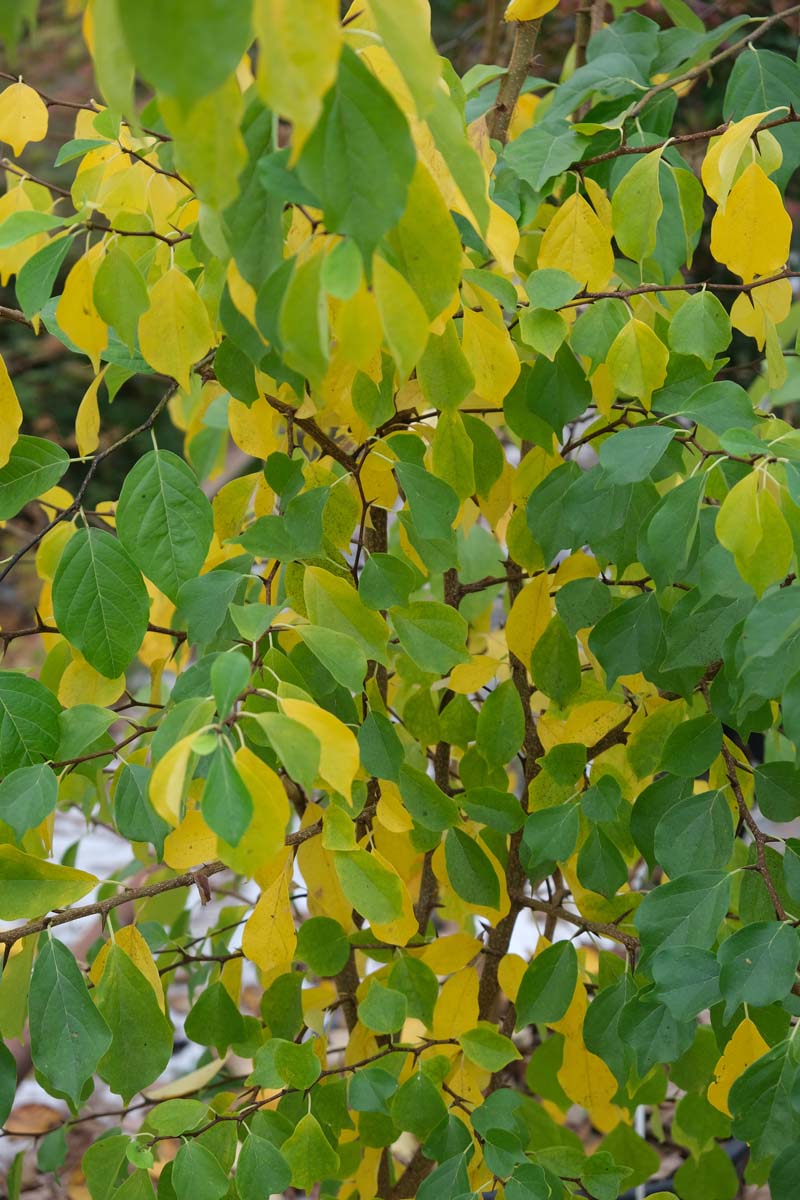 Cudrania tricuspidata meerstammig / struik herfstkleur