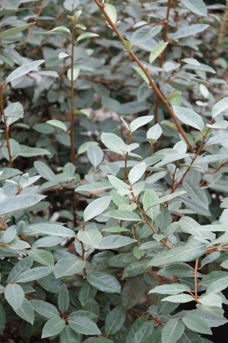 Elaeagnus ebbingei solitair blad