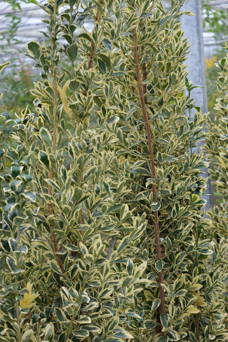 Euonymus japonicus 'Aureomarginatus' op stam twijg