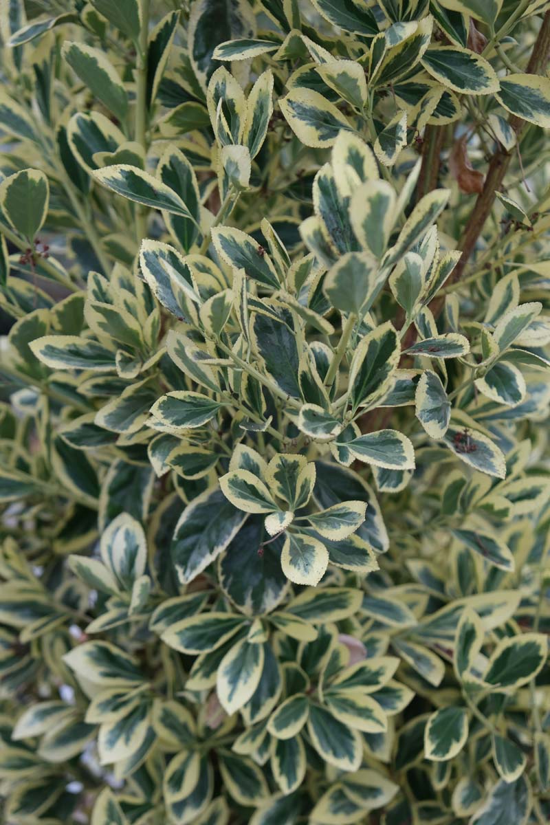 Euonymus japonicus 'Aureomarginatus' op stam twijg