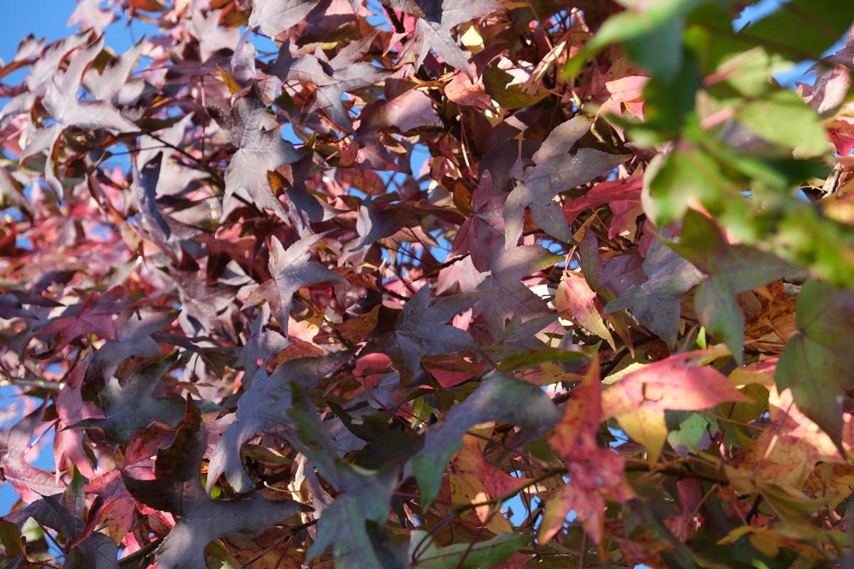 Liquidambar styraciflua Tuinplanten herfstkleur