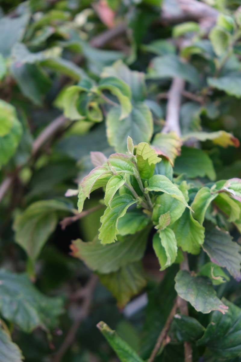 Parrotia persica 'Pendula' op stam blad