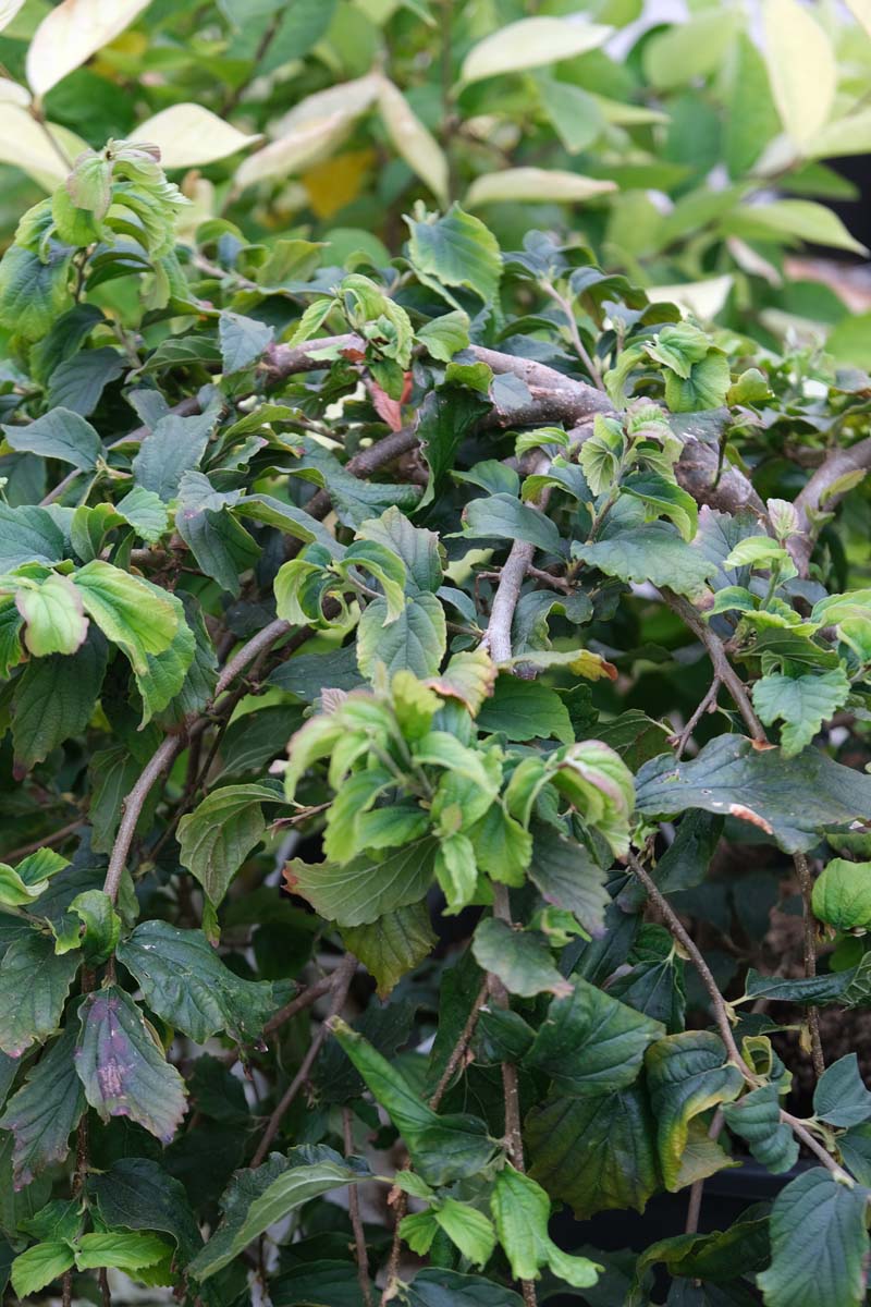 Parrotia persica 'Pendula' meerstammig / struik blad