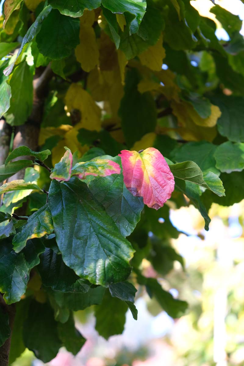 Parrotia persica 'Vanessa' op stam blad
