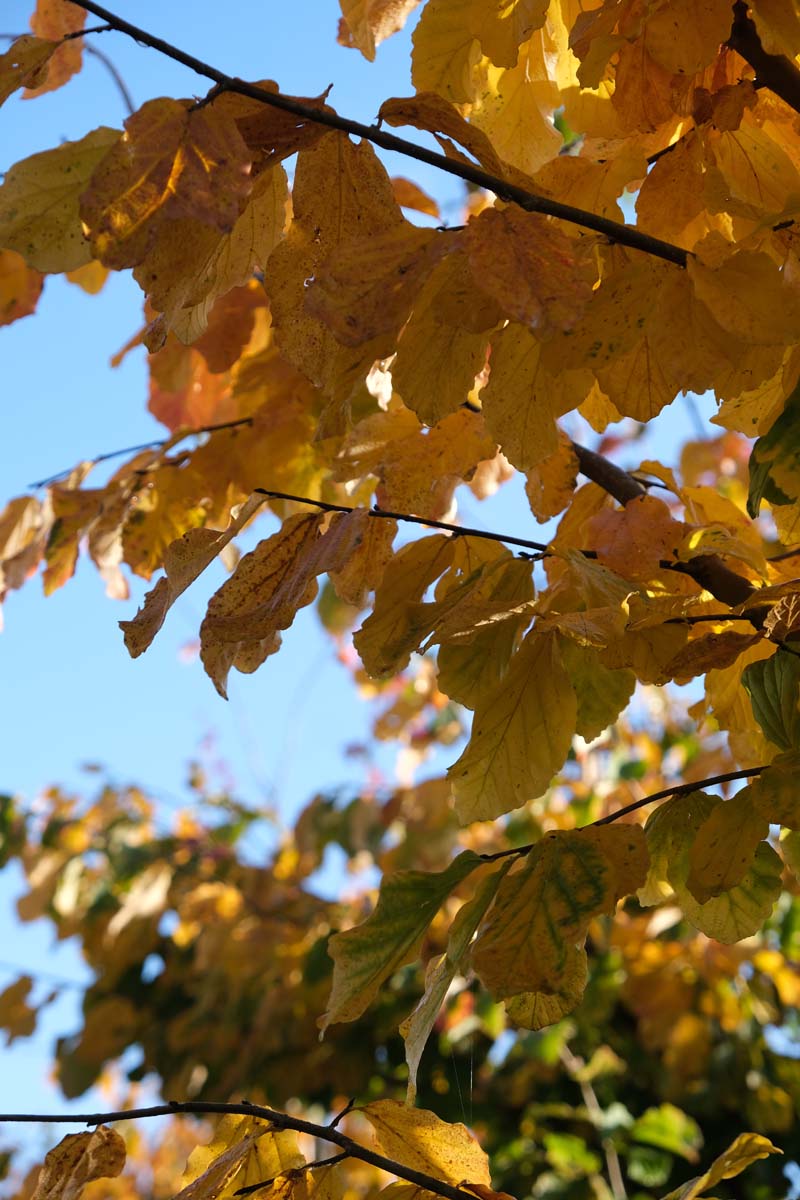 Parrotia persica 'Vanessa' op stam herfstkleur