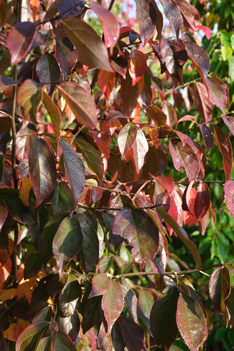 Sycoparrotia semidecidua meerstammig / struik herfstkleur
