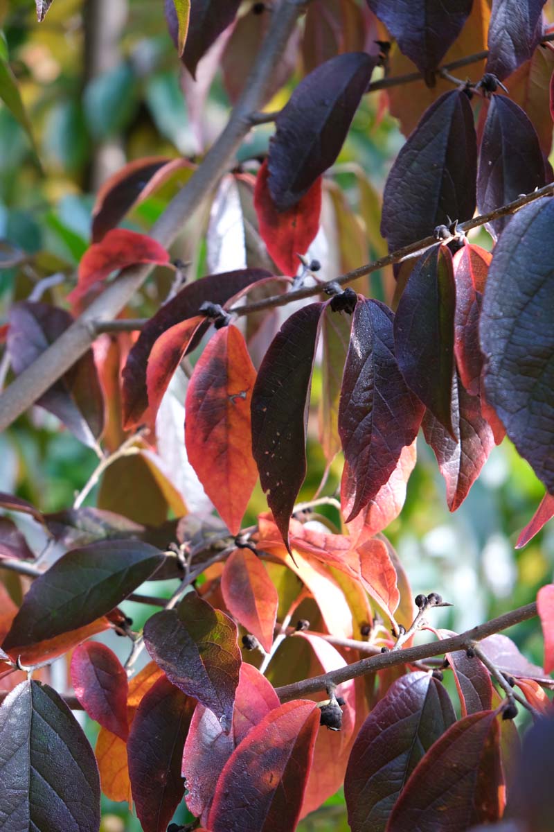 Sycoparrotia semidecidua Tuinplanten herfstkleur
