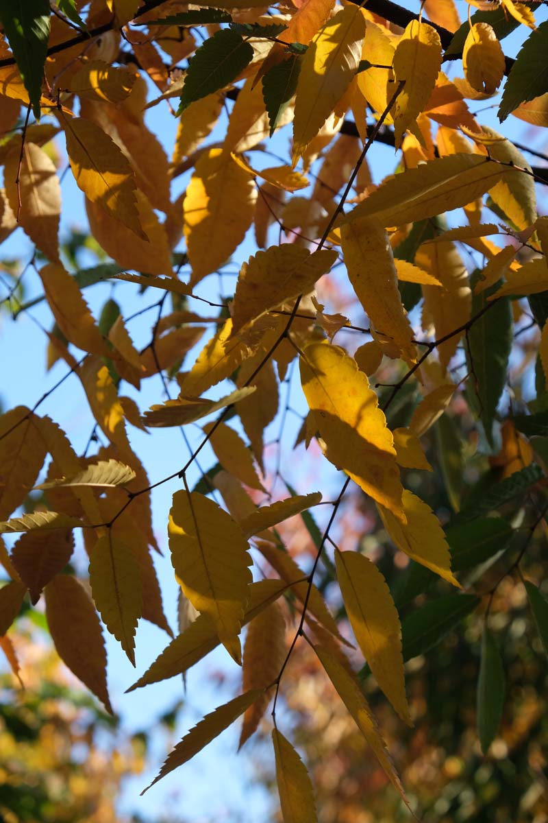 Zelkova serrata 'Flekova' Tuinplanten blad