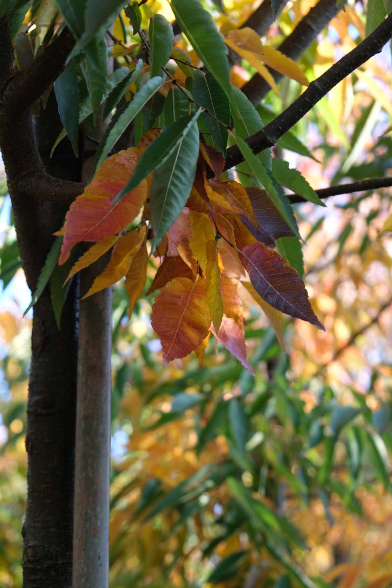 Zelkova serrata 'Flekova' leiboom herfstkleur