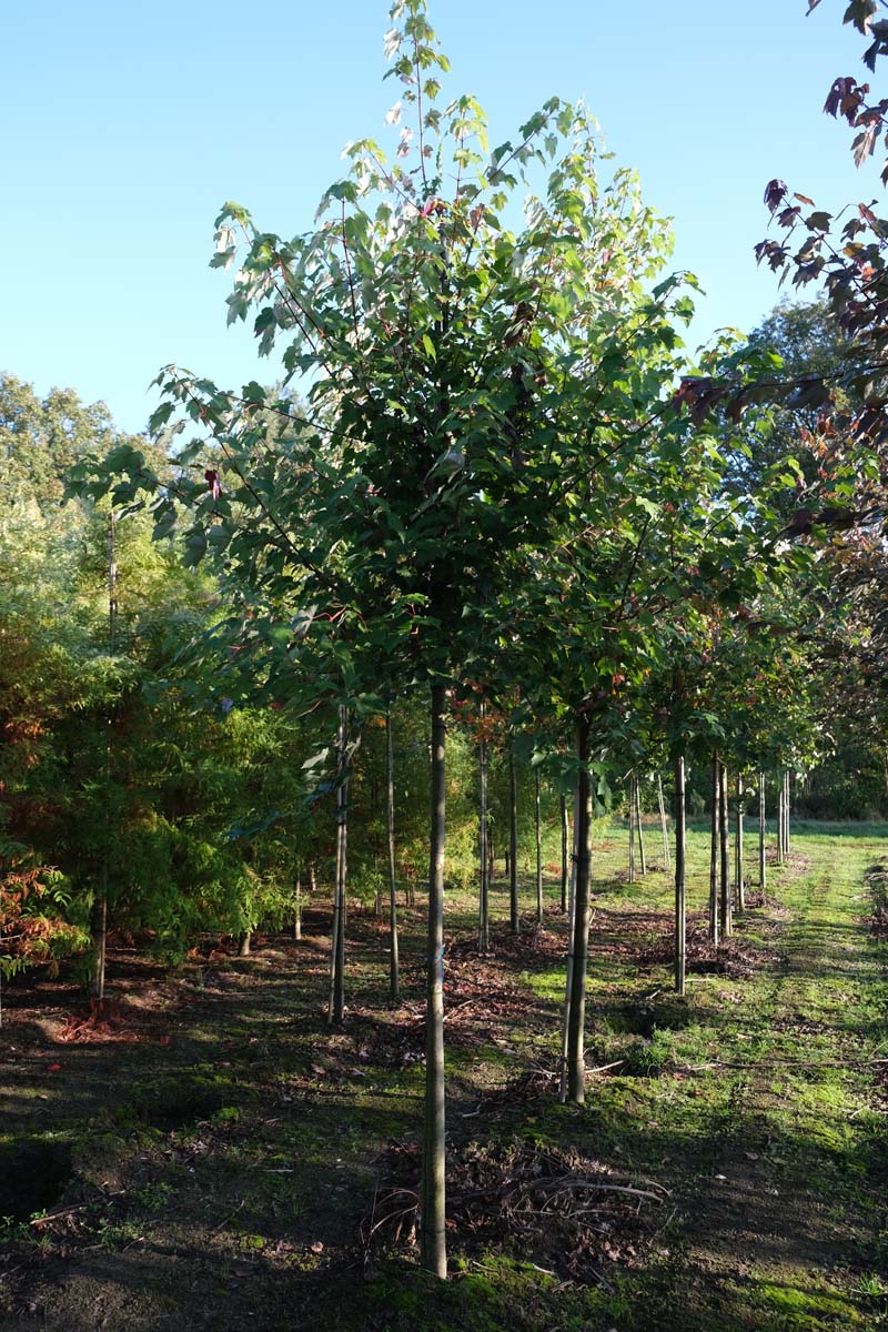 Acer rubrum 'October Glory' op stam op stam