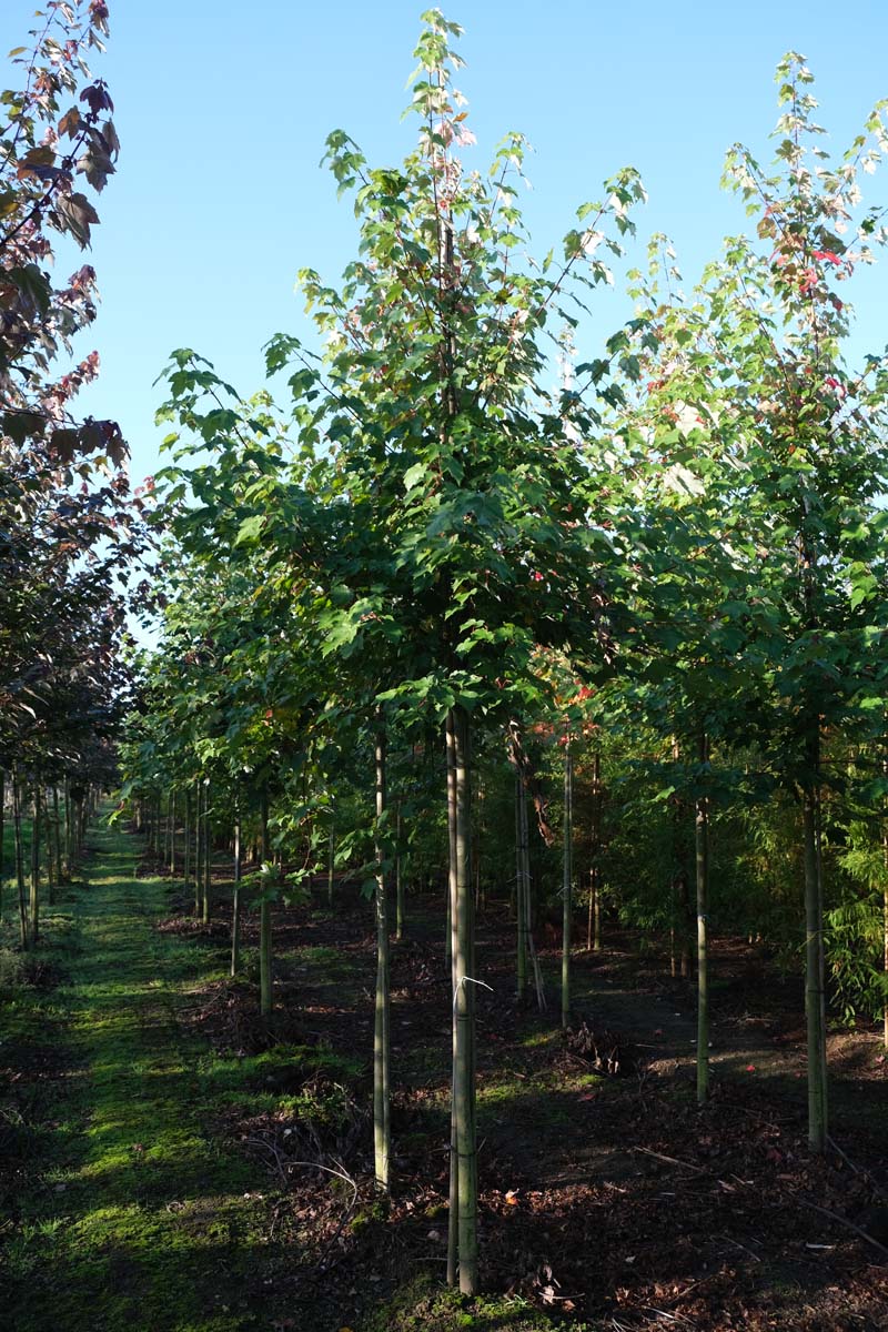 Acer rubrum 'October Glory' op stam op stam