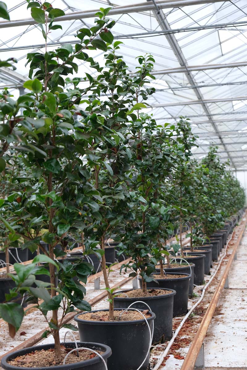 Camellia japonica 'Principessa Baciocchi' Tuinplanten tuinplanten