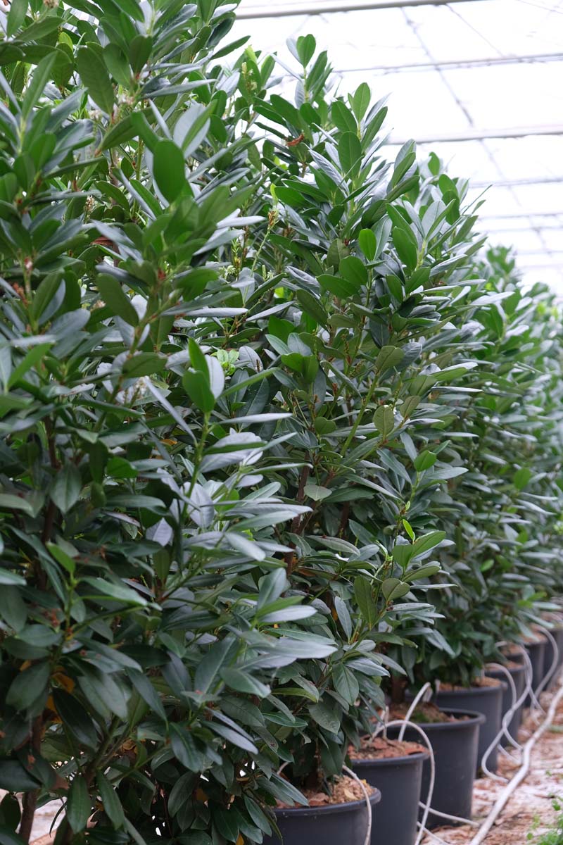 Prunus laurocerasus 'Greentorch' meerstammig / struik struik