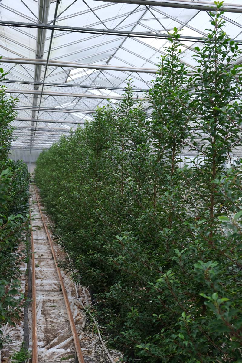 Prunus lusitanica 'Brenelia' meerstammig / struik struik